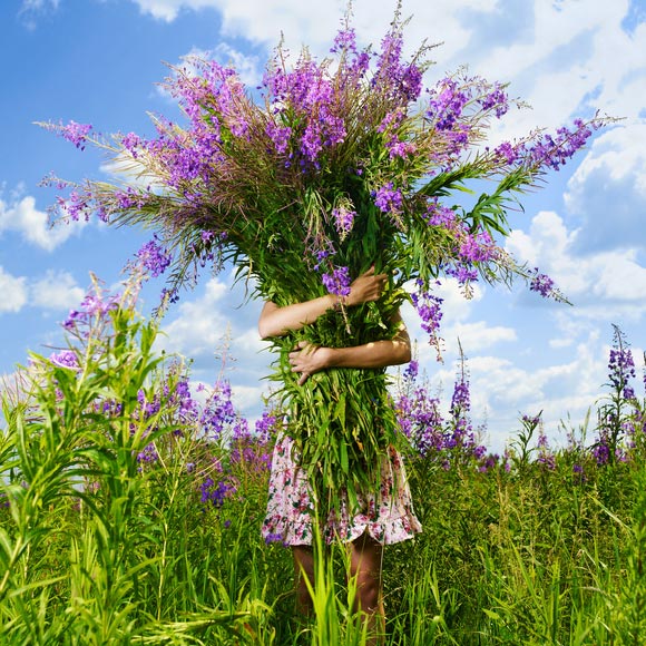phytokompass